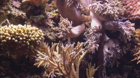 Coral Reef Fish Tilt Down Stock Footage 100174