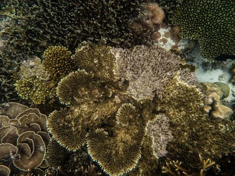 Coral reef fish under Myanmar sea Stock Photos