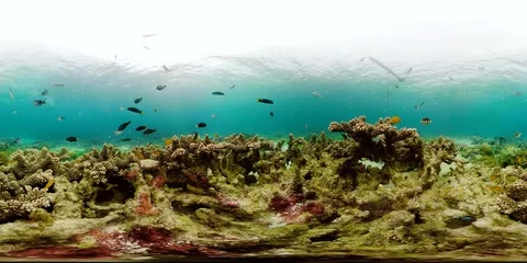 Coral reef with fish underwater 360VR. Camiguin, Philippines Vidéo 114306870