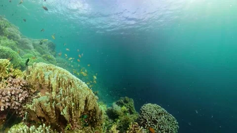 Coral reef with fish underwater. Camiguin, Philippines Stock Footage 219931272