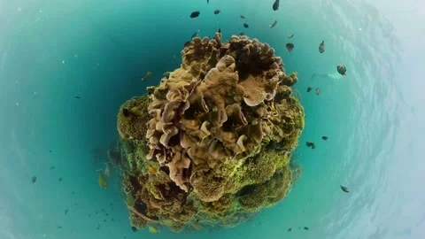 Coral reef with fish underwater. Camiguin, Philippines Stock Footage 220048885