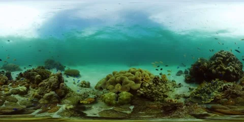 Coral reef with fish underwater. Philippines. Virtual Reality 360 Stock Footage 144571971
