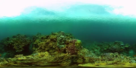 Coral reef with fish underwater. Philippines. Virtual Reality 360. Stock Footage 220135112