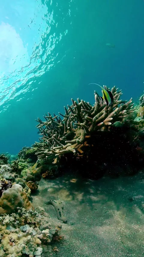 Coral reef with fish underwater. Vertical video. Stock Footage 241572489