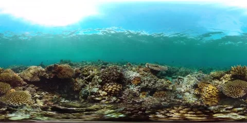 Coral reef with fish underwater. Virtual Reality 360 Stock Footage 233098271