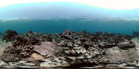 Coral reef with fish underwater. Virtual Reality 360 Stock Footage 246796362