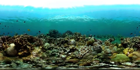 Coral reef with fish underwater. Virtual Reality 360 Stock Footage 246798524