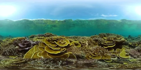 Coral reef with fish underwater. Virtual Reality 360 Stock Footage 271131610