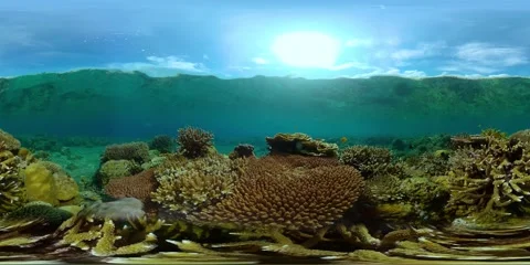 Coral reef with fish underwater. Virtual Reality 360 Stock Footage 325015153