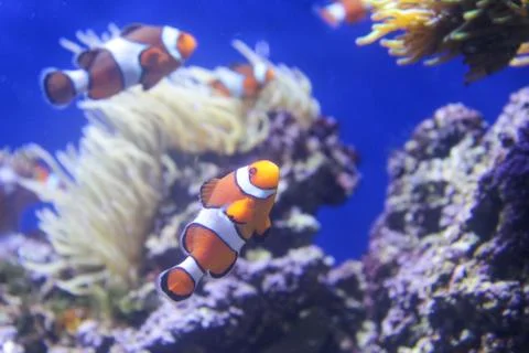 Coral reef fish.aquarium fish, Stock Photos