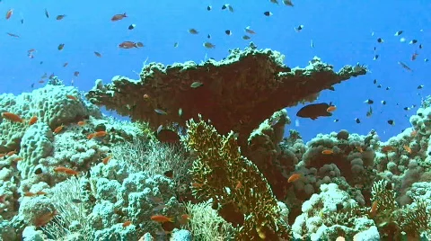 Coral reef Stock Footage 512643