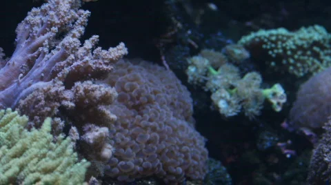 Coral reef Stock Footage 560151
