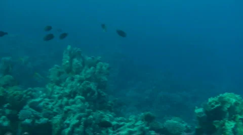 The coral reef Stock Footage 669903