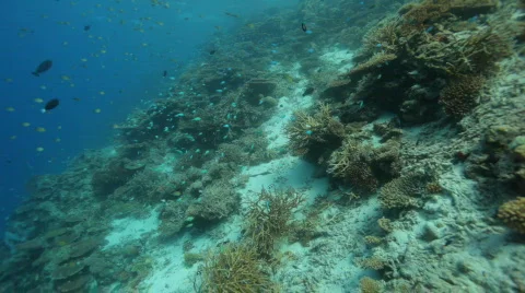 Coral reef Stock Footage 681518