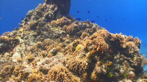 Coral Reef Stock Footage 721756