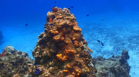 Coral reef Stock Footage 1071477
