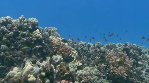 Coral Reef 動画素材 1101845