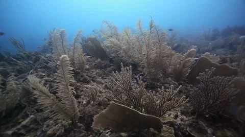 Coral Reef Video stock 2232946