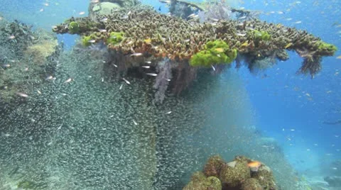 Coral reef Stock Footage 9286964