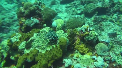 Coral reef Stock Footage 10735823