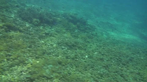 Coral reef Stock Footage 10737406