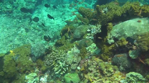 Coral reef Stock Footage 10737411