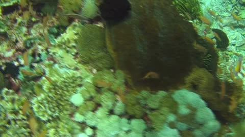 Coral reef Stock Footage 10737415