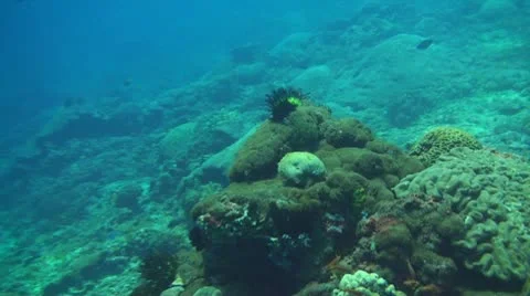 Coral reef Stock Footage 10737451