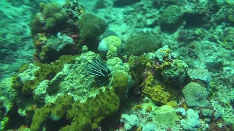 Coral reef Stock Footage 10737461