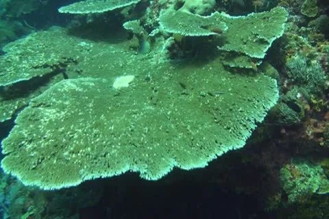 Coral reef Stock Footage 10737485