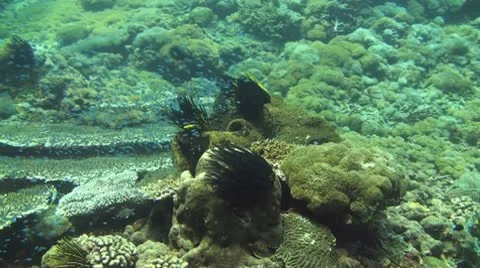 Coral reef Stock Footage 10737507