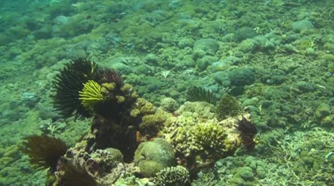Coral reef Stock Footage 10737524