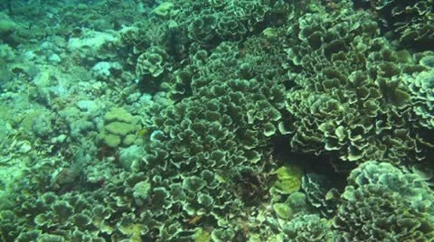 Coral reef Stock Footage 10737550