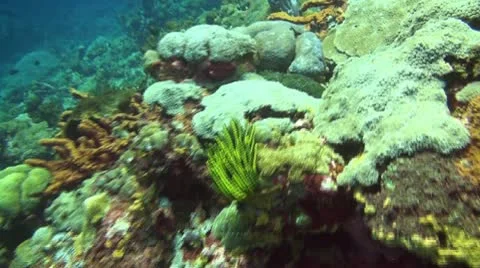 Coral reef Stock Footage 10737555