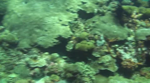 Coral reef Stock Footage 10737559
