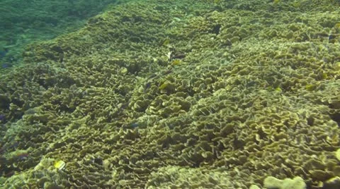 Coral reef Stock Footage 10737578