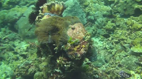 Coral reef Stock Footage 10737582