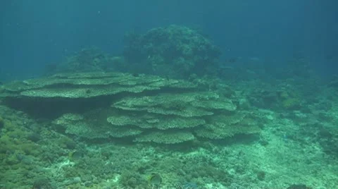 Coral reef Stock Footage 10737583