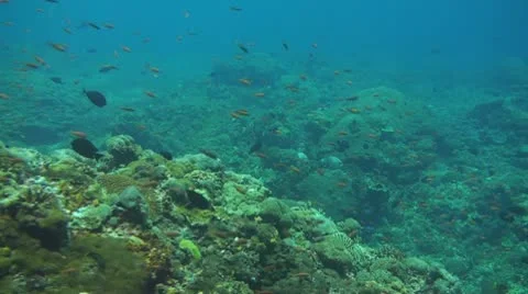 Coral reef Stock Footage 10737585