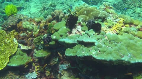 Coral reef Stock Footage 10737603