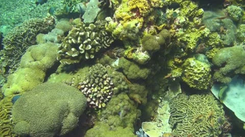 Coral reef Stock Footage 10737615