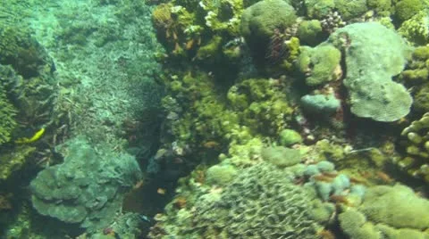 Coral reef Stock Footage 10737622