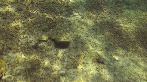 Coral reef Stock Footage 10737629