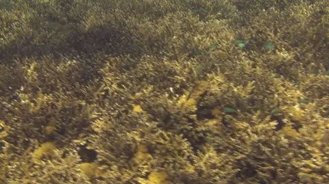 Coral reef Stock Footage 10737632