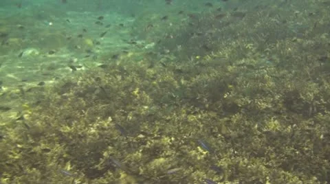 Coral reef Stock Footage 10737636