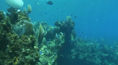 Coral Reef Stock-Footage 10754321