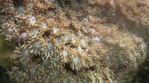 Coral reef Stock Footage 12417145