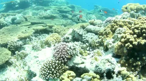 Coral reef 動画素材 12426196