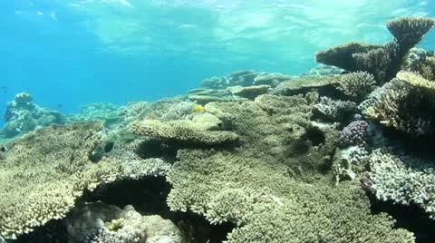 Coral reef 動画素材 12426382