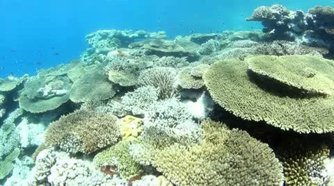 Coral reef Stock Footage 12426780